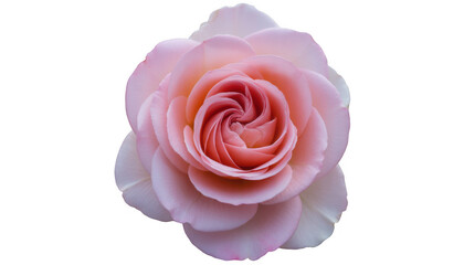 Close-up of Pink Rose on Black isolated isolated on a transparent background