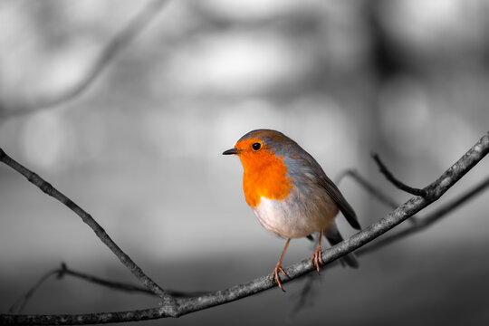 Robin redbreast or European robin (Erithacus rubecula) is a small insectivorous passerine bird, sitting on a trunk in a park in Germany. Close up portrait of a cute small songbird with selective focus