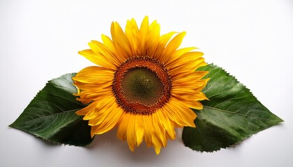 Obraz premium Sunflower With Leaves