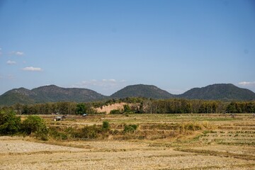 Fototapeta premium The clear blue sky and natural sunlight highlight the peaceful, rustic charm of Northern Thailand's agriculture.