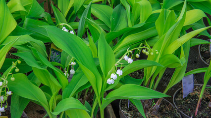 Obraz premium Fresh green lilyofthevalley foliage with small white bell blossom growing in pot. Spring garden plant background, natural herbal botany concept.