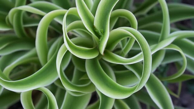 Spiral Ribbon Leaf Plant in Abstract Botanical Style