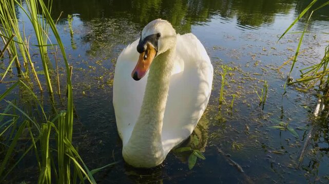 Close-up shot of a beautiful white mute swan (Cygnus olor) swimming gracefully through green reeds and aquatic vegetation in a calm river or pond. The bright sunlight highlights its white feathers and