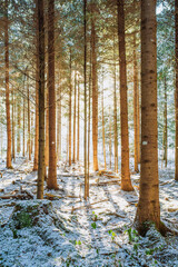 Setting sunlight beaming through a snowy forest scene. Wide angle view, backlit, no people, fresh snow cover
