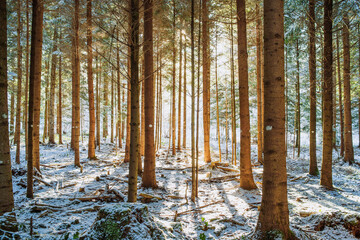 Setting sunlight beaming through a snowy forest scene. Wide angle view, backlit, no people, fresh snow cover