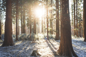 Setting sunlight beaming through a snowy forest scene. Wide angle view, backlit, no people, fresh snow cover