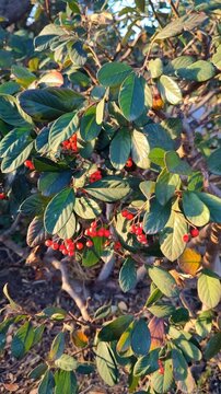 Cotoneaster branch with red berries in winter