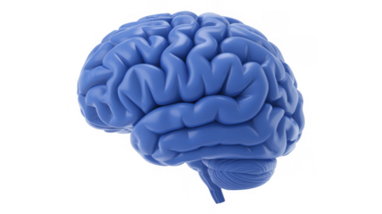 Blue brain model human brain anatomy isolated on a transparent background
