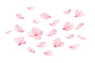 Pink cherry blossom petals and sakura flowers falling, creating a delicate spring natural background on transparent