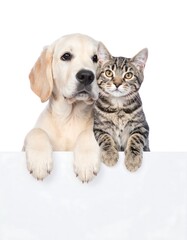 Fototapeta premium A golden retriever and tabby cat, side-by-side, gaze ahead. They rest paws on a blank white surface, against a plain background