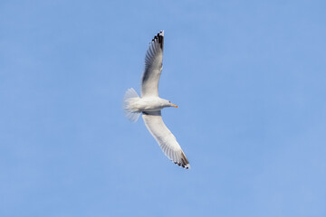 Obraz premium A silver seagull in flight against a clear blue sky.