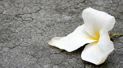 Wilting white petals of a desert bloom on cracked earth showcasing ephemeral beauty