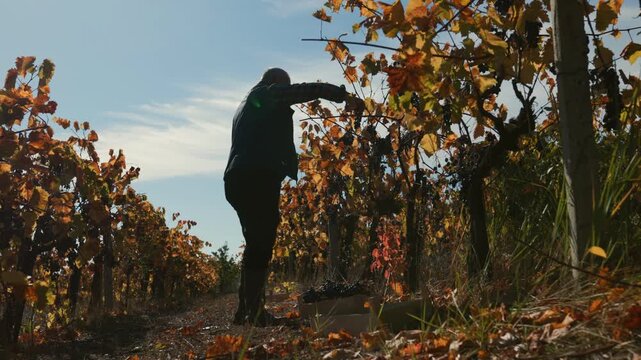 Fruitful Inspection Senior Agronomist in Vineyard Touches Poma Grapes