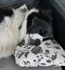 Pies śpiący na poduszce © Hanna