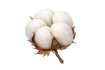 Cotton boll with fluffy white fibers showing natural organic textile raw material on transparent background