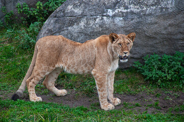 Obraz premium lion in the zoo