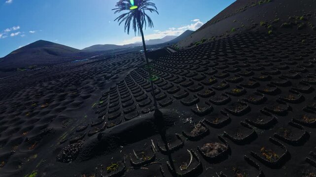 Aerial view glides over La Geria, Lanzarote. Semicircular stone windbreaks encircle vine pits in black lapilli. A lone palm casts a long shadow at midday.