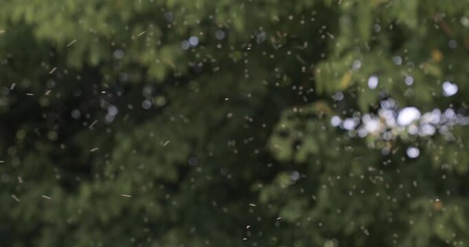 Tiny insects, midges swarming in summer