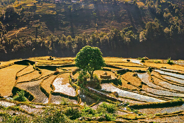 Agricultural rice fields on the mountain terraces in Nepal