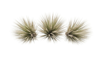 Three white dandelion seed heads isolated on transparent background