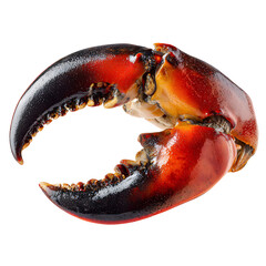 Close-up of a Raw Lobster Claw Isolated on White Background, Seafood Ingredient