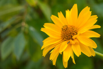 Obraz premium Yellow garden flower with ant close up