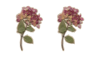 None Pressed hydrangea flowers with green leaves isolated on transparent background