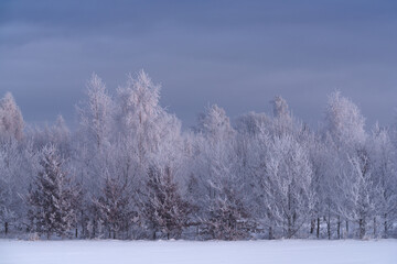 snow covered trees in winter © talavietis