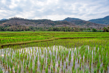  Laos. Luang Prabang. Rice farm and plantation. Agricultural tourism and travel, traditions and culture