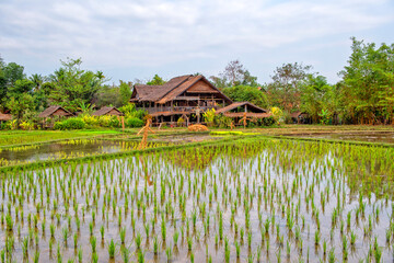  Laos. Luang Prabang. Rice farm and plantation. Agricultural tourism and travel, traditions and culture