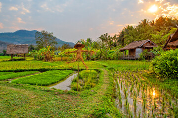 Laos. Luang Prabang. Rice farm and plantation. Agricultural tourism and travel, traditions and culture