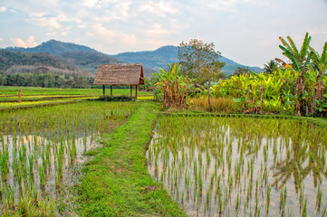 Laos. Luang Prabang. Rice farm and plantation. Agricultural tourism and travel, traditions and culture
