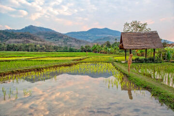 Laos. Luang Prabang. Rice farm and plantation. Agricultural tourism and travel, traditions and culture