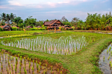 Laos. Luang Prabang. Rice farm and plantation. Agricultural tourism and travel, traditions and culture