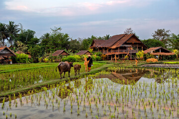  Laos. Luang Prabang. Rice farm and plantation. Agricultural tourism and travel, traditions and culture