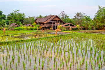 Laos. Luang Prabang. Rice farm and plantation. Agricultural tourism and travel, traditions and culture