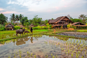  Laos. Luang Prabang. Rice farm and plantation. Agricultural tourism and travel, traditions and culture