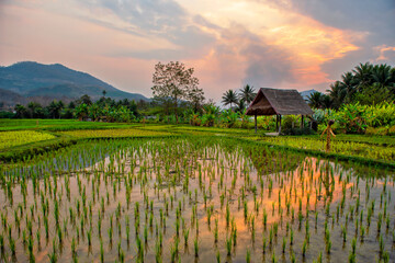 Laos. Luang Prabang. Rice farm and plantation. Agricultural tourism and travel, traditions and culture