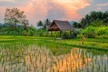 Laos. Luang Prabang. Rice farm and plantation. Agricultural tourism and travel, traditions and culture