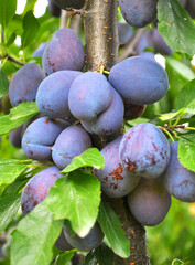 Plums ripen on a tree branch
