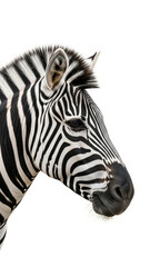 Fototapeta premium Close-Up Portrait of a Zebra with Striped Face