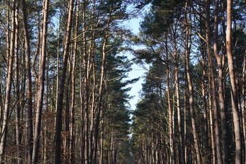 Fototapeta premium Kiefernwald an der Europapromende zwischem Ahlbeck (Deutschland) und Świnoujście (Polen) auf Usedom