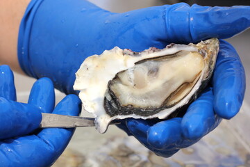 Ostrica o ostrea © brambi59