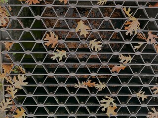 Dried leaves on a drain cover
