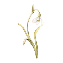 Snowdrop Spring Bulb Flower. Watercolor hand drawn floral illustration isolated on white background for Easter Woman's day design textile fresh fabric print card cosmetic package porcelain crockery