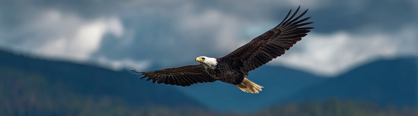 Fototapeta premium A bald eagle soaring over the mountains with an impressive sky and blue background. 