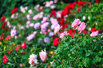 Rose roses flower in springtime, Volksgarten, Vienna, Austria