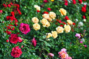 Roses garden in springtime,Volksgarten,nature background, Vienna, Austria