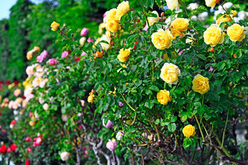 Yellow roses garden in springtime, Volksgarten, Vienna, Austria