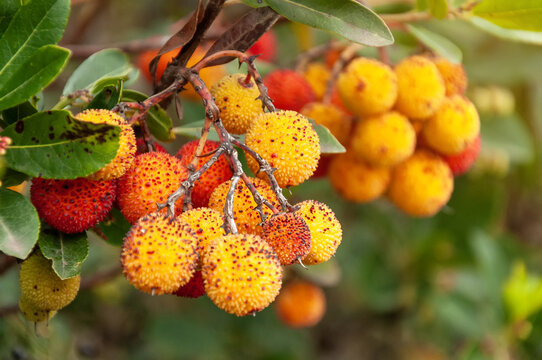 Primer plano de frutos silvestres de madro&ntilde;o (Arbutus unedo) en diferentes etapas de maduraci&oacute;n colgando de la rama de un &aacute;rbol en el bosque.